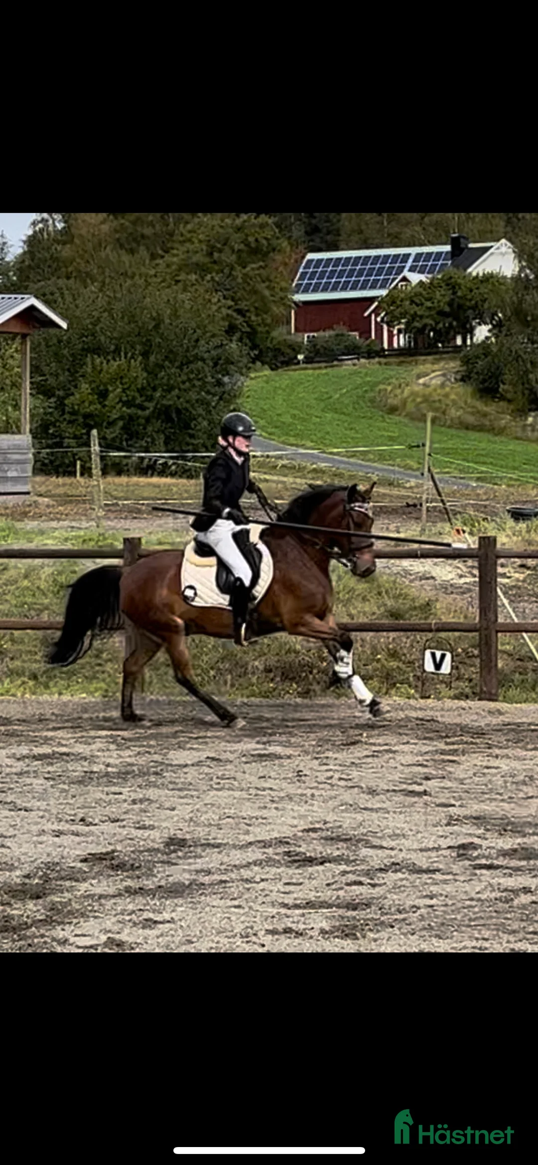 Hoppning hästar till salu: Projektponny med potential  i Valla - Annons 4