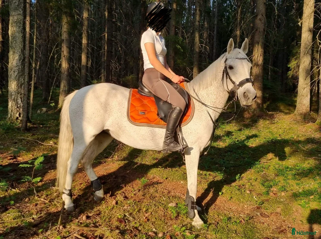 Allround hästar till salu: Ponny med hjärtat på rätt ställe - Annons 5