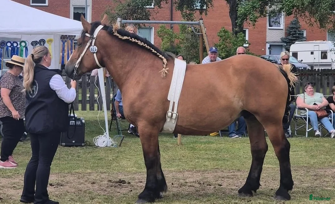 Allround hästar till salu: Ardennersto - Annons 2