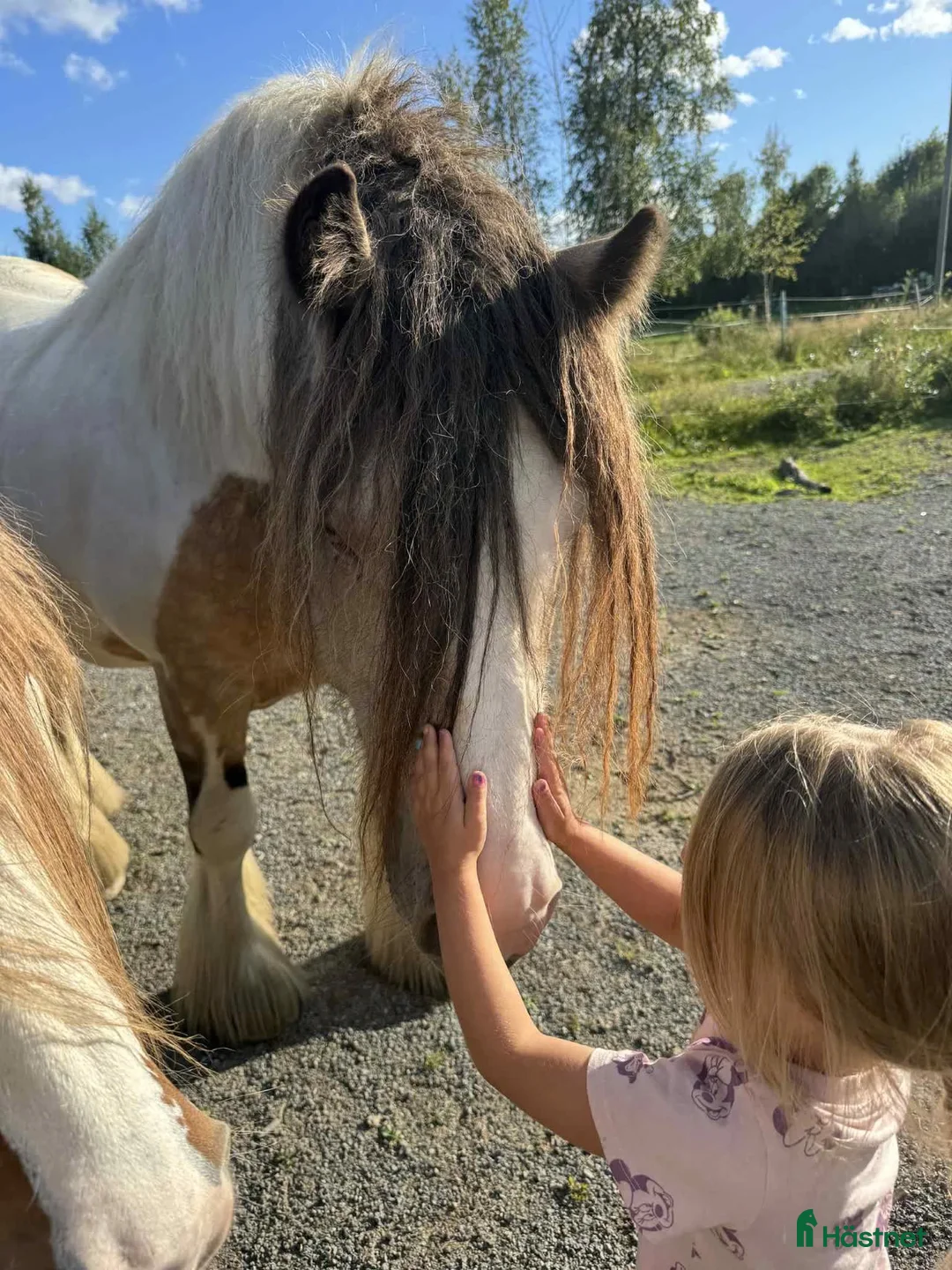 Allround hästar till salu: Gypsy Cob selges! - Annons 26