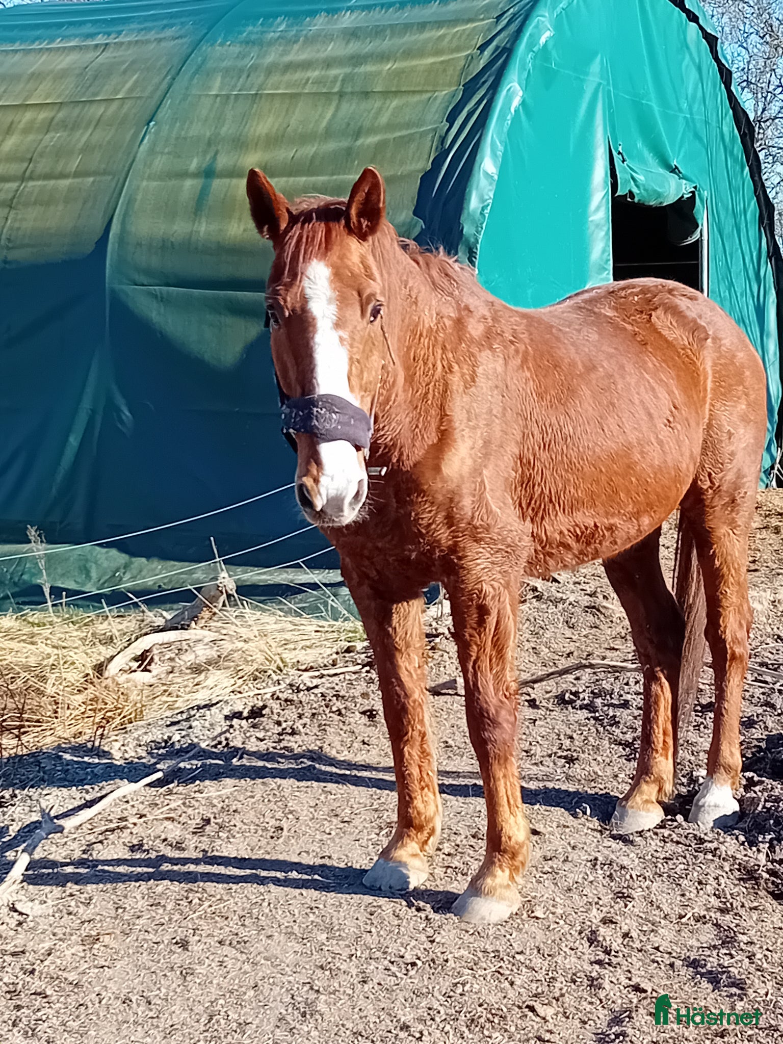  hästar Pigg 23-åring - Annons 17