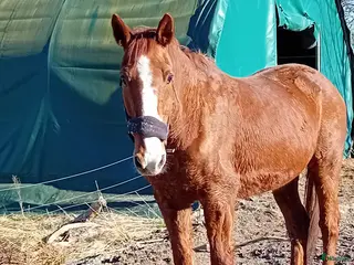 hästar Pigg 23-åring - Annons 17