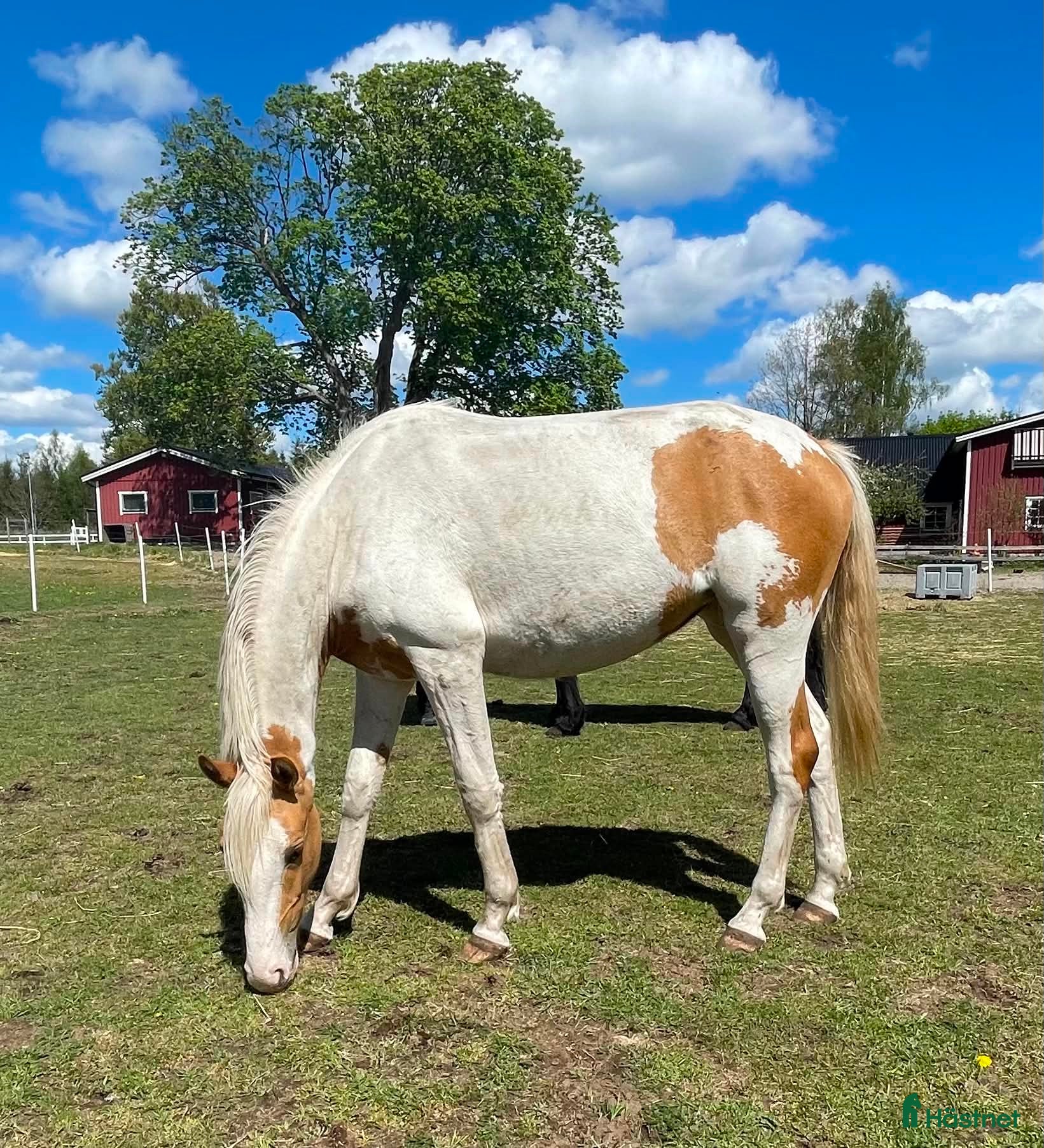  hästar Blick fångare - Annons 14