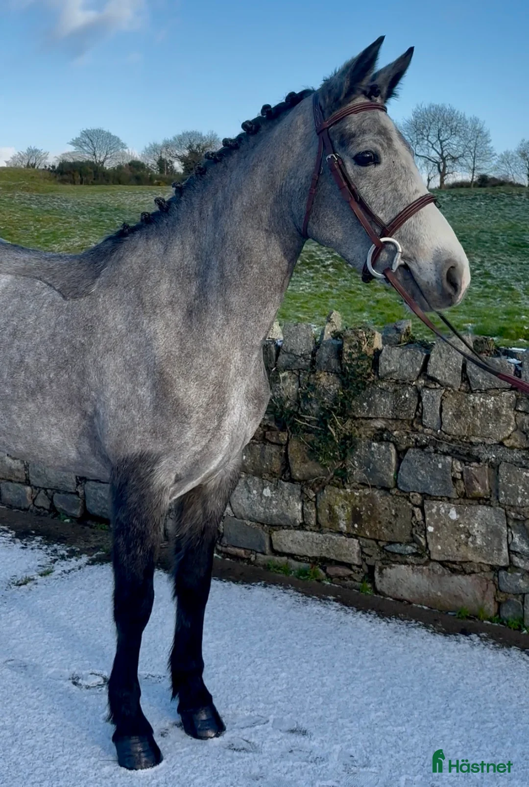 Allround hästar till salu: Beautiful Connemara Filly i Stockholm - Annons 6