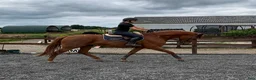 Dressyr hästar till salu: Spændende 5-års m. stærk afstamning - potentiale - Annons 2