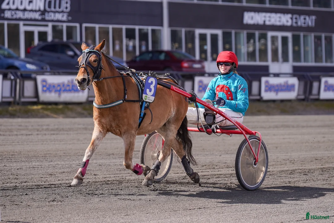 Allround hästar till salu: Trevlig ponny söker ny kompis!  i Frösön - Annons 2