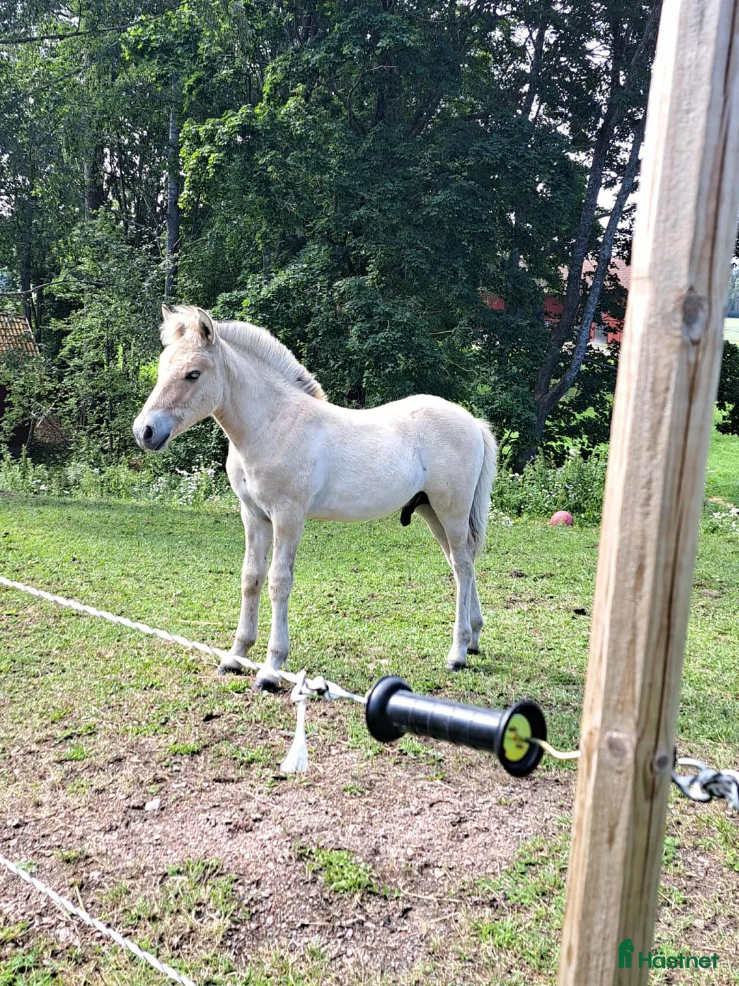 Allround hästar till salu: Hingsföl i Hedemora - Annons 2