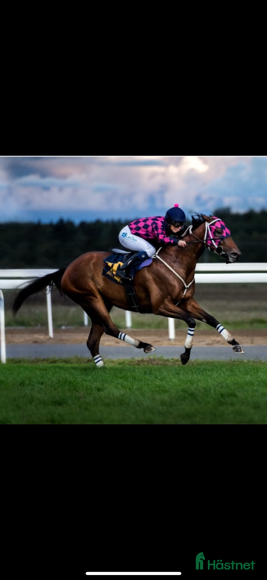 Allround hästar till salu: Sto med stor kapasitet!  i Arboga - Annons 4