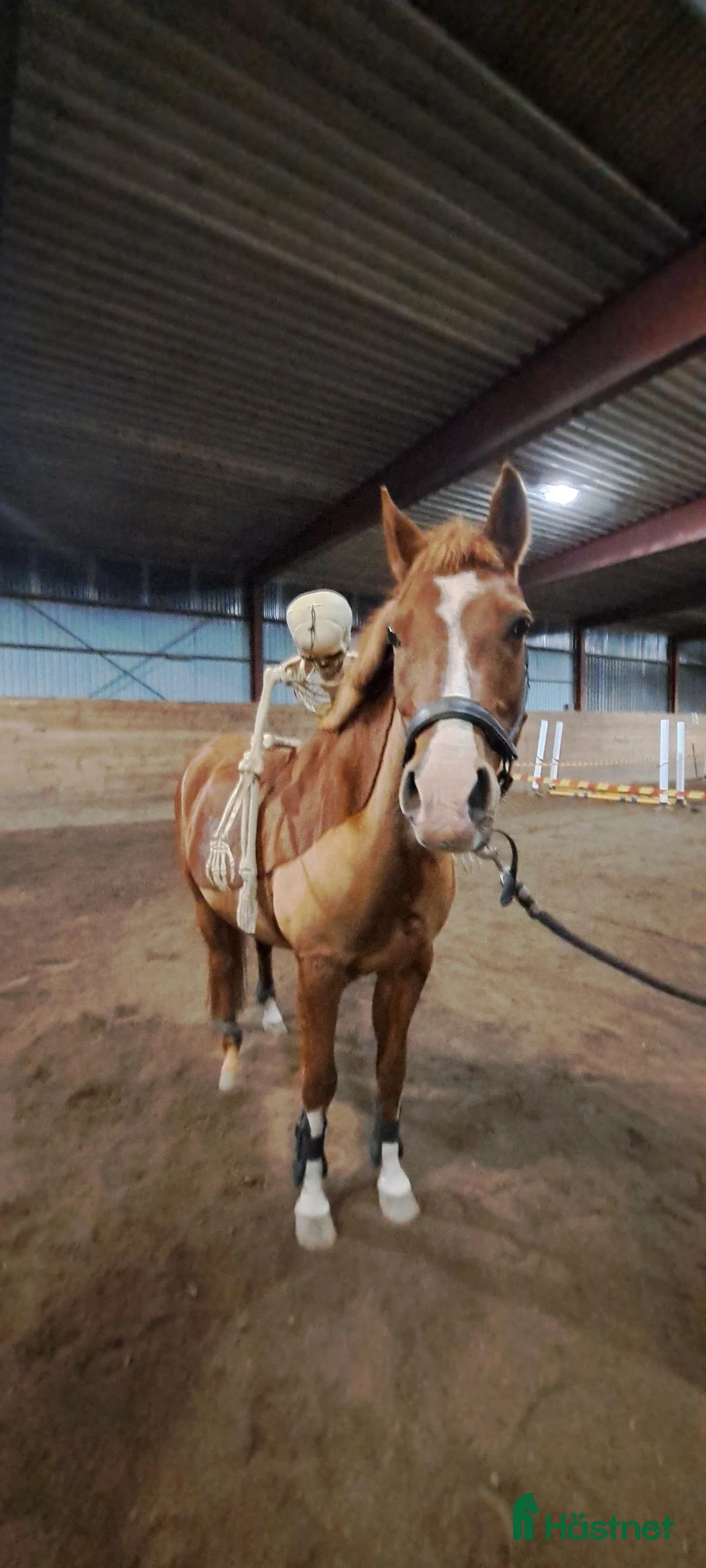 Allround hästar till salu: Bästa ponnyn Gunnar söker ny kompis i Vätö - Annons 3