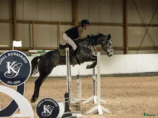 hästar Fremtidens mesterskapsponni - Annons 5