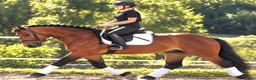 Allround hästar till salu: Fantastic fairytale horse - Annons 1
