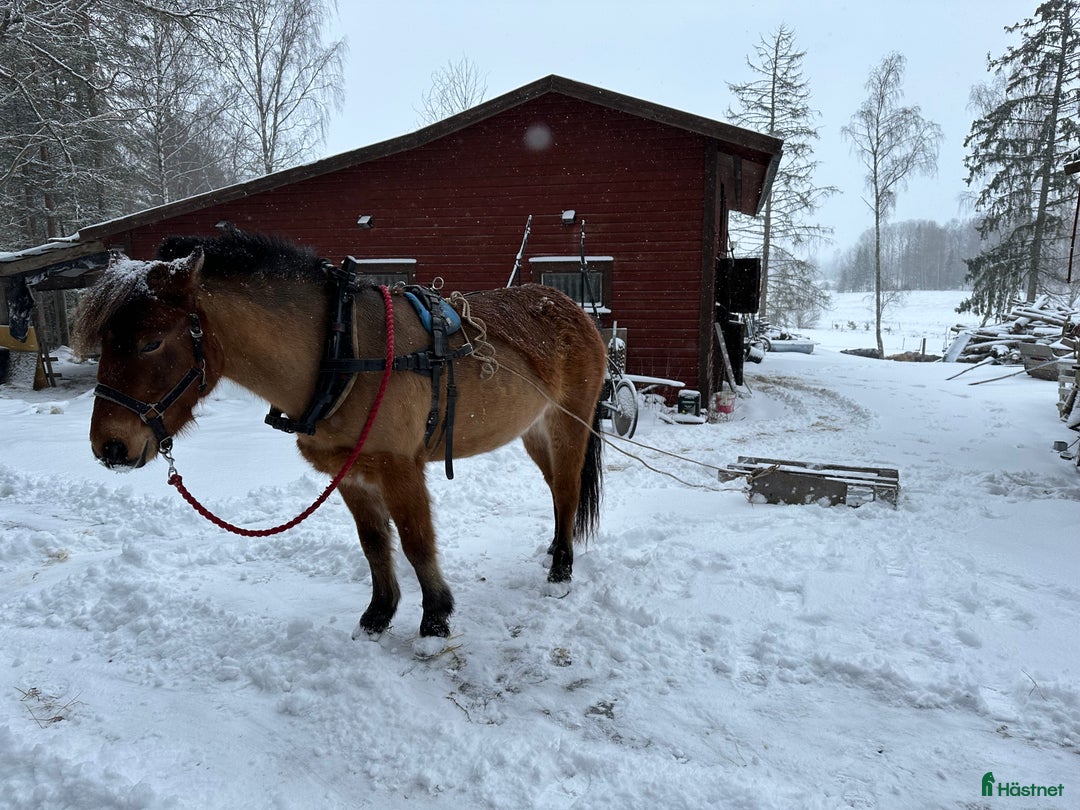 Allround hästar till salu: Trevligt sto söker föralltid hem i Östervåla - Bild 8