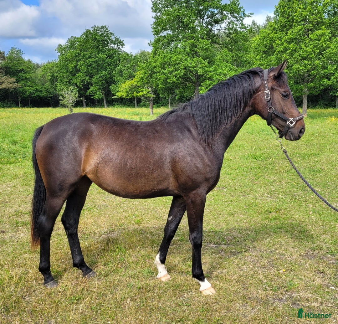 Allround hästar till salu: Vackert sto i Hemse - Annons 4