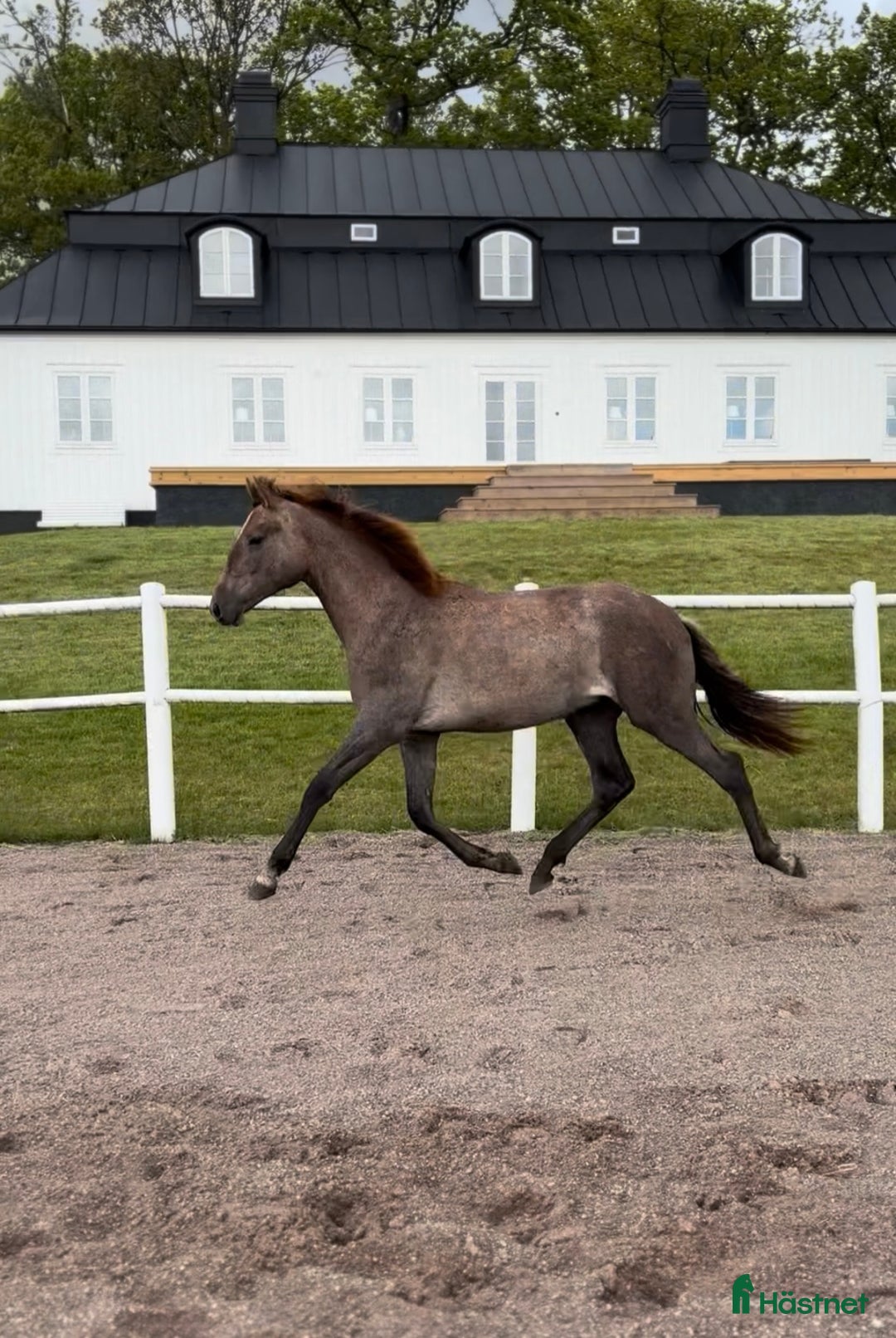 Dressyr hästar till salu: Lyxig unghäst PRE i Växjö - Bild 1