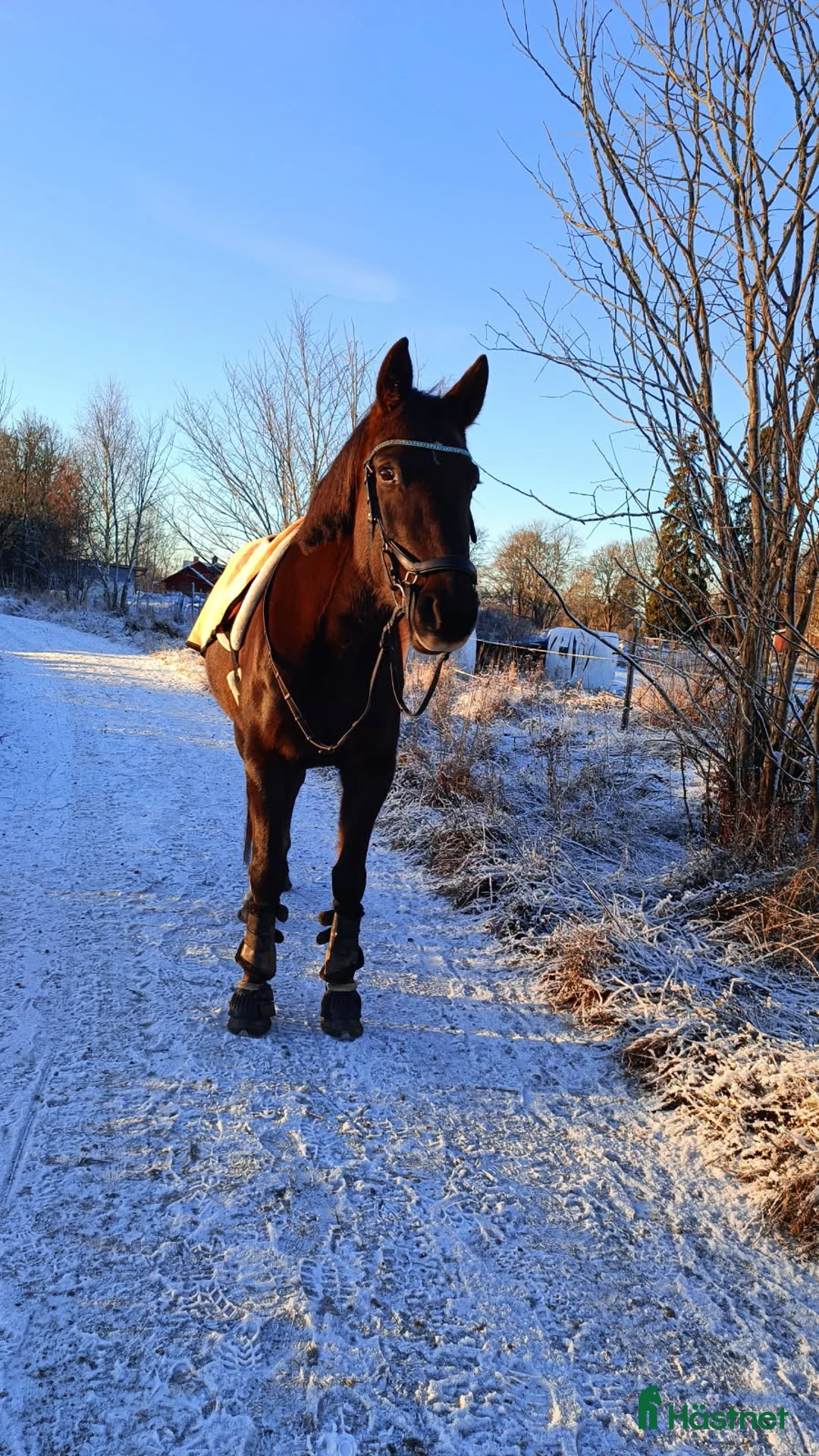 Allround hästar till salu: Trevligt varmblodssto  - Annons 4