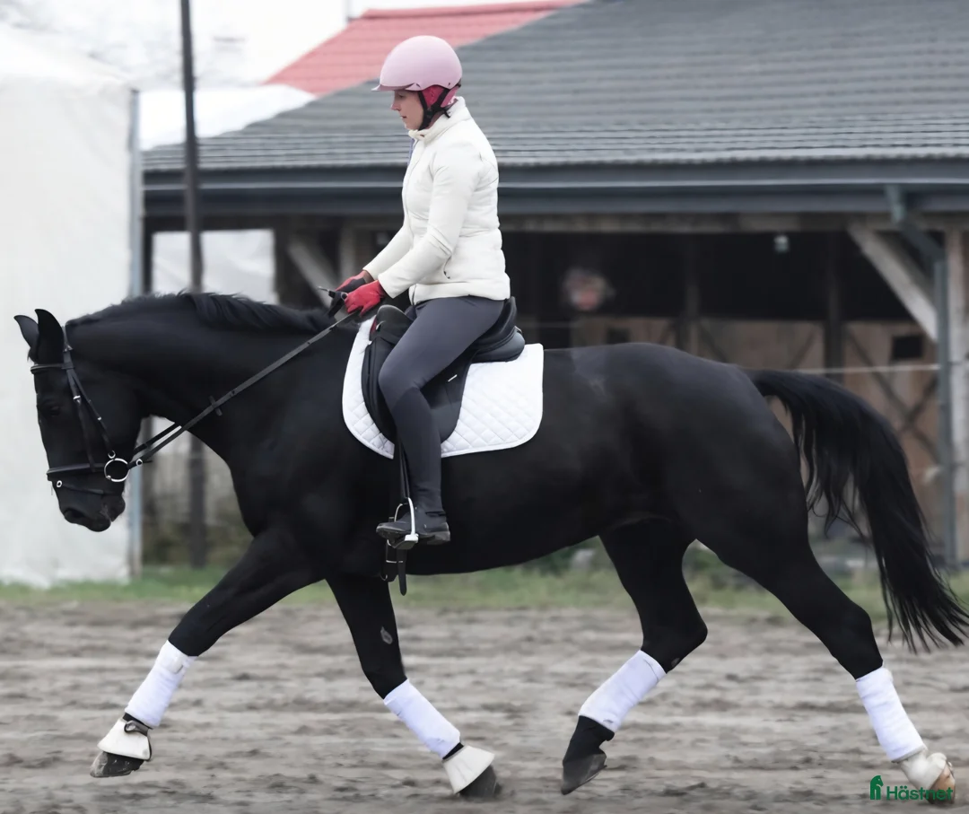 Allround hästar till salu: New Fantastic Silesian - perfect mover - Annons 6