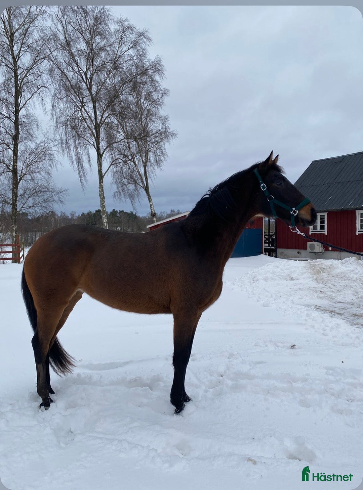  hästar Fynda!  i Dösjebro - Annons 12