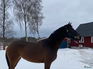 hästar Fynda! i Dösjebro - Annons 12