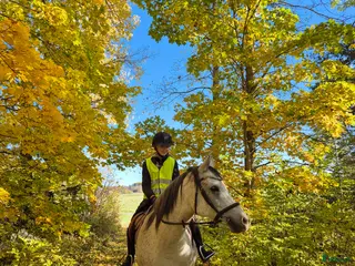 hästar Söker ponny på foder - Annons 18