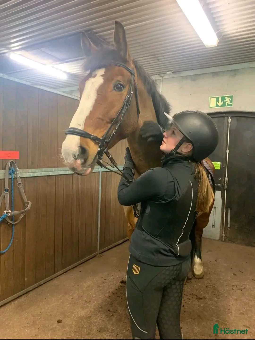 Allround hästar sökes: Medryttarhäst/foderhäst sökes 🌟 i Nättraby - Annons 1