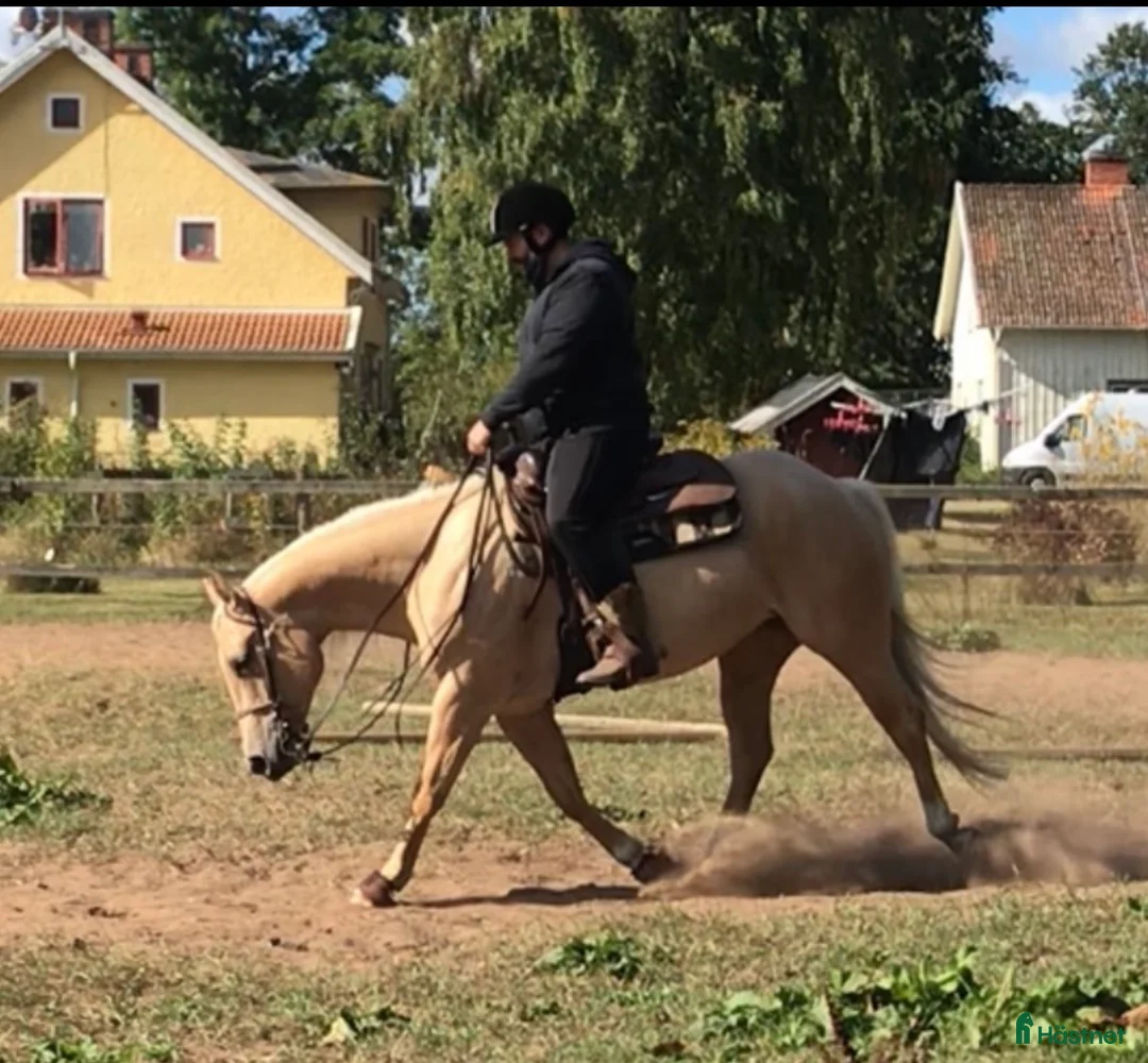 Western hästar till salu: Quartersto med toppstam inom Kosseklasser - Annons 1