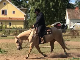 hästar Quartersto med toppstam inom Kosseklasser - Annons 1