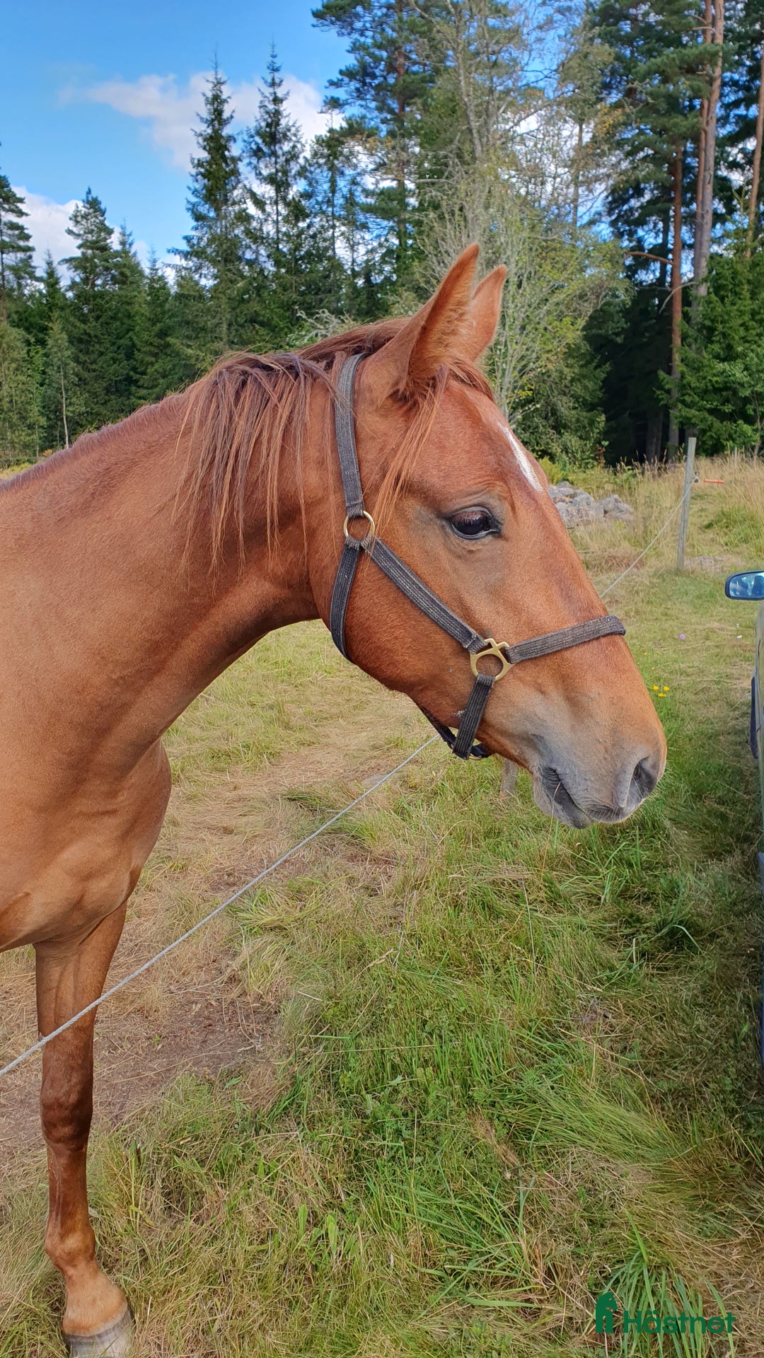 Hoppning hästar till salu: Tvååringar för hopp & fälttävlan i Lammhult - Annons 4