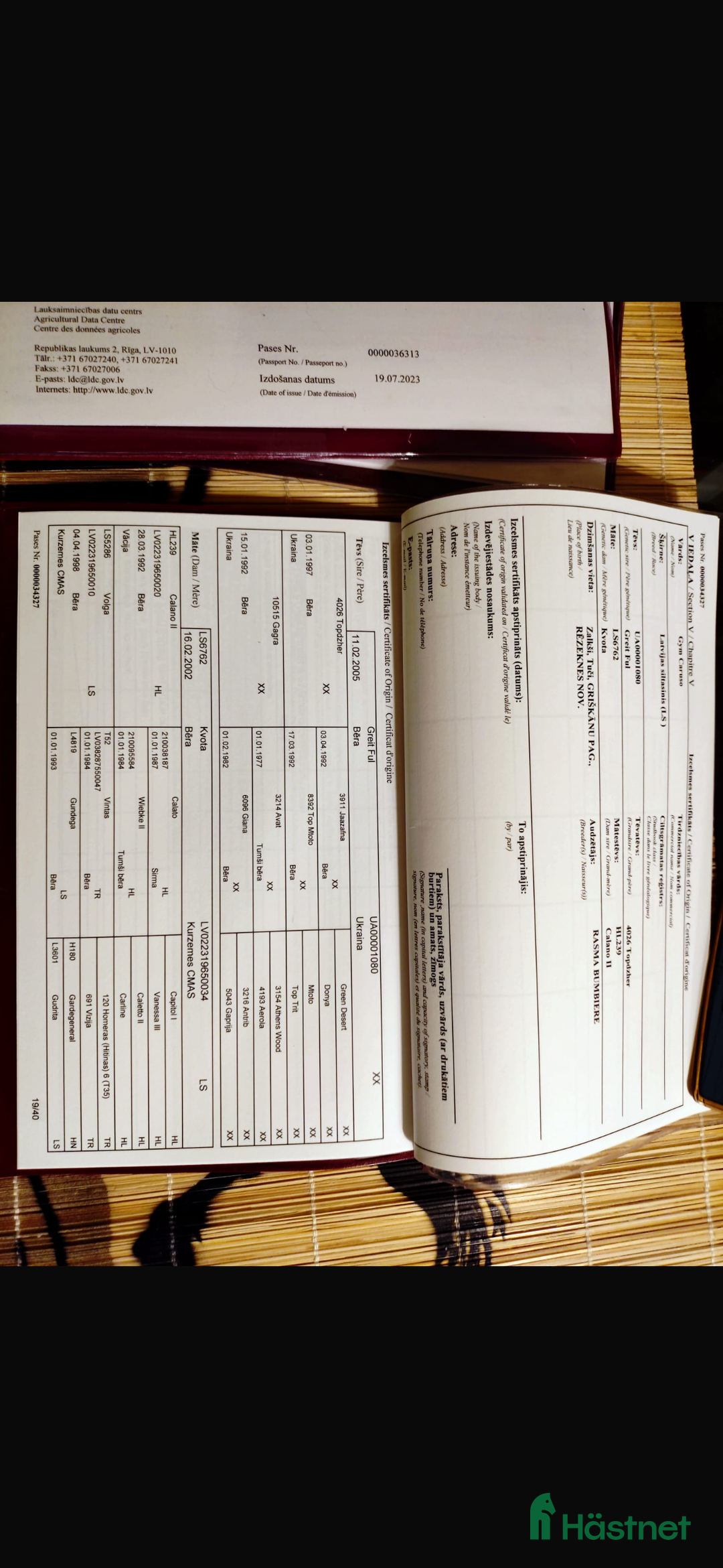 Hoppning hästar till salu: Young Horses - Annons 8