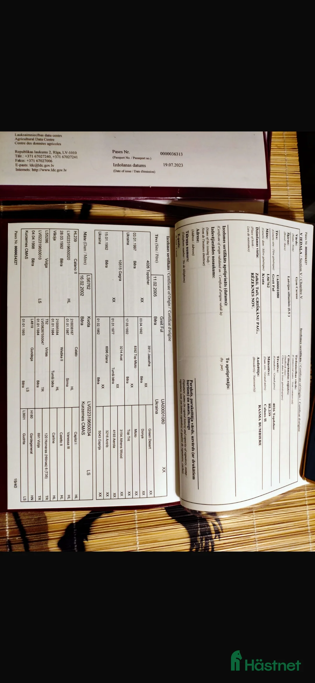 Hoppning hästar till salu: Young Horses - Annons 8