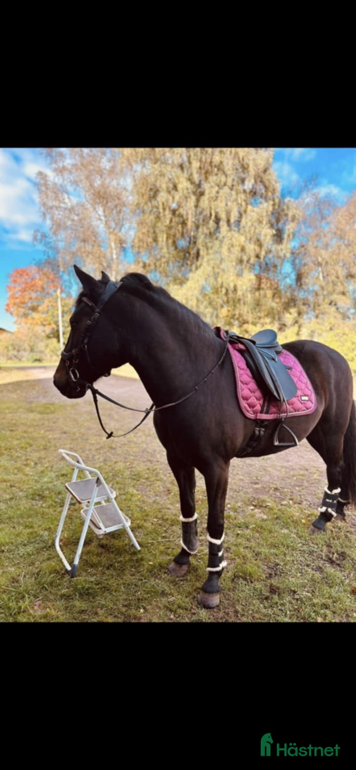  hästar Basjkir - Annons 1