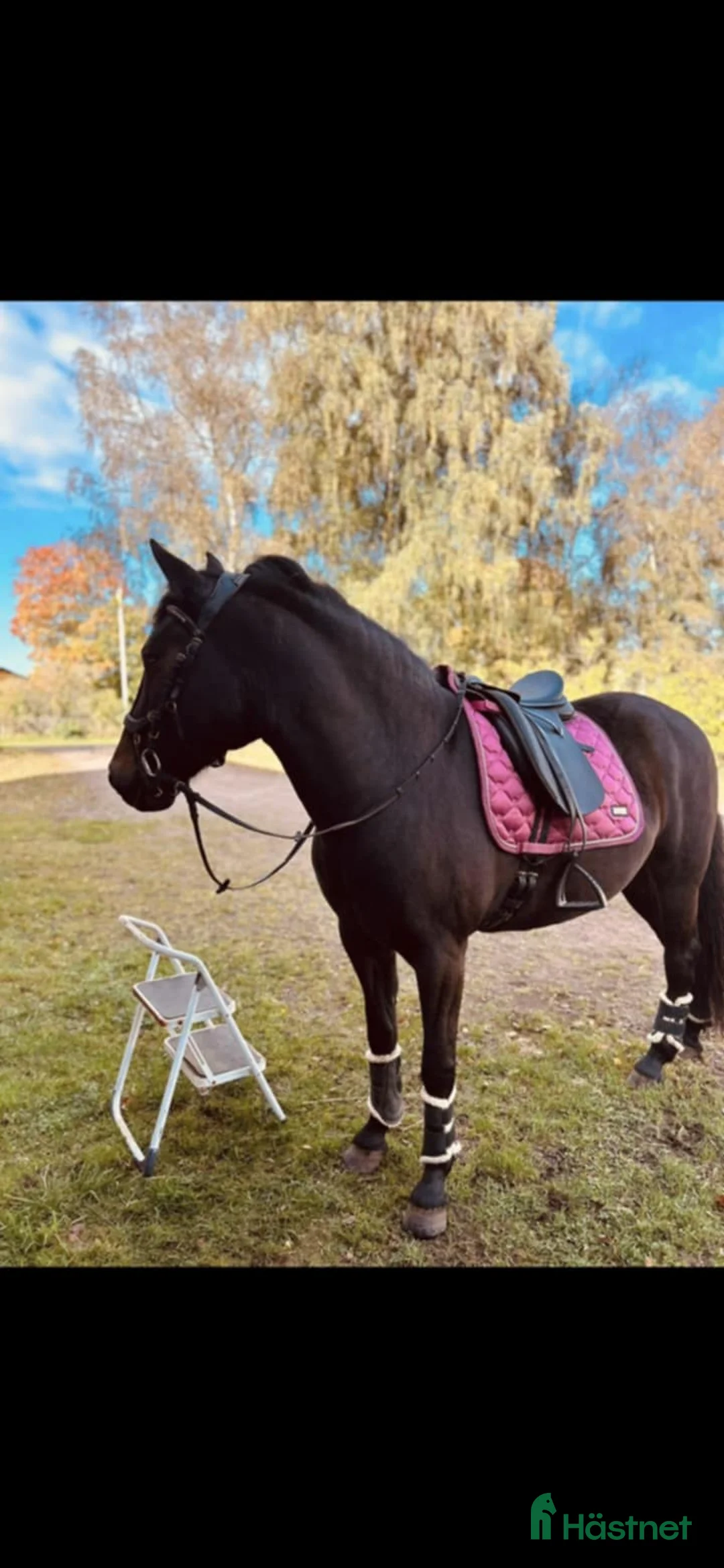 Allround hästar till salu: Basjkir i Lönsboda - Annons 1
