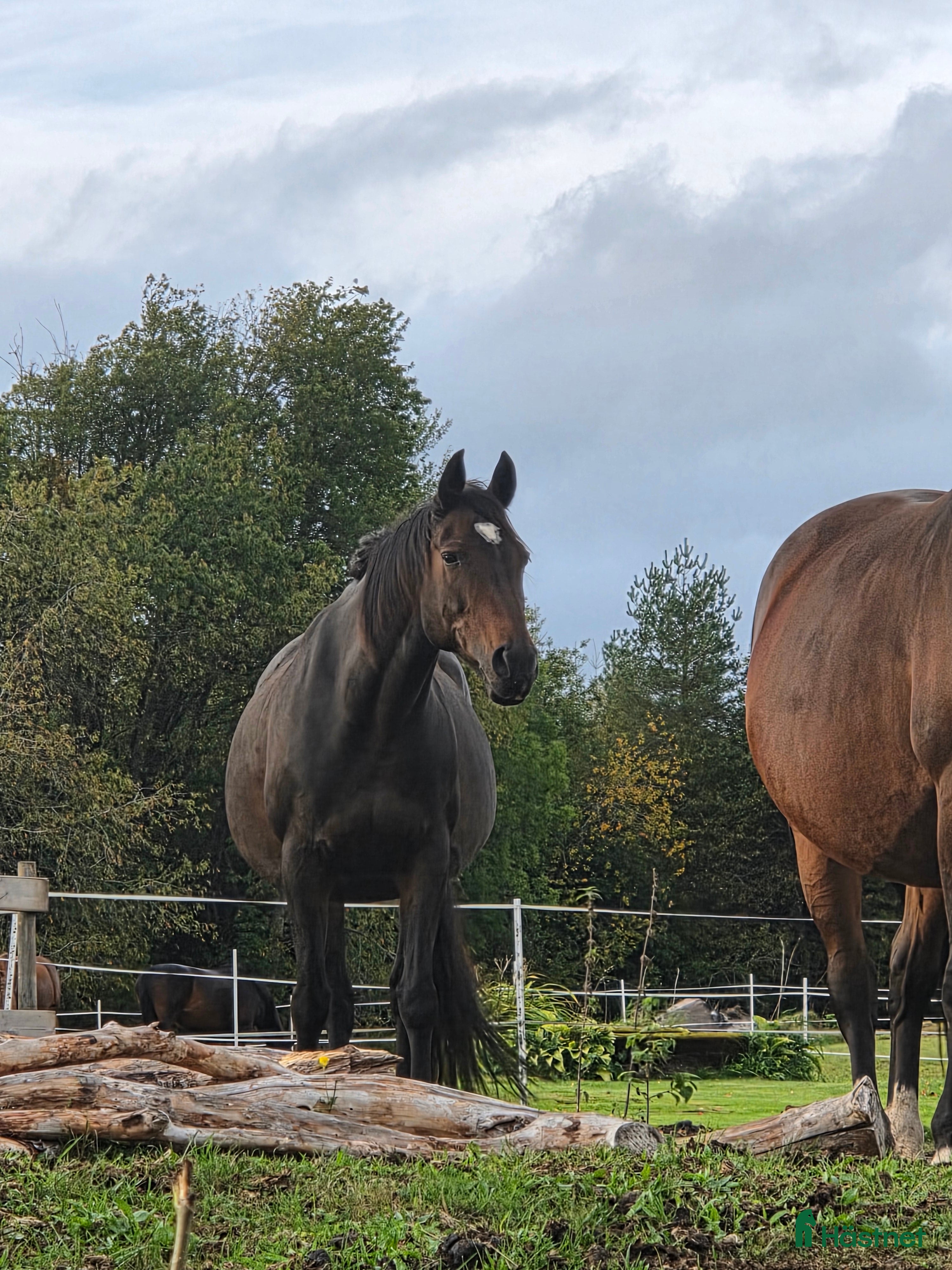  hästar Meriterat avelssto i Tidaholm - Annons 3
