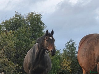 hästar Meriterat avelssto i Tidaholm - Annons 3