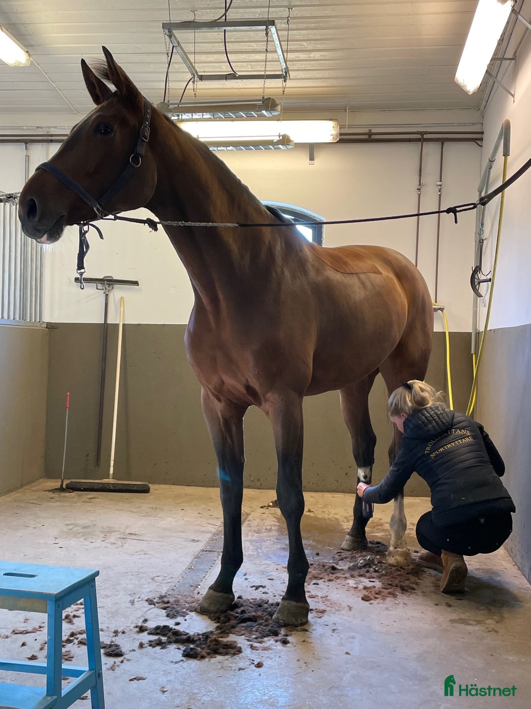  stallplats finnes: Stallplats med ridhus i Stenungsund i Ucklum - Annons 3