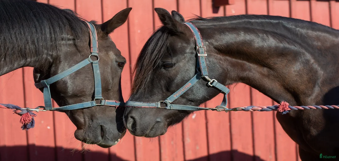 Galleribild {{count}}