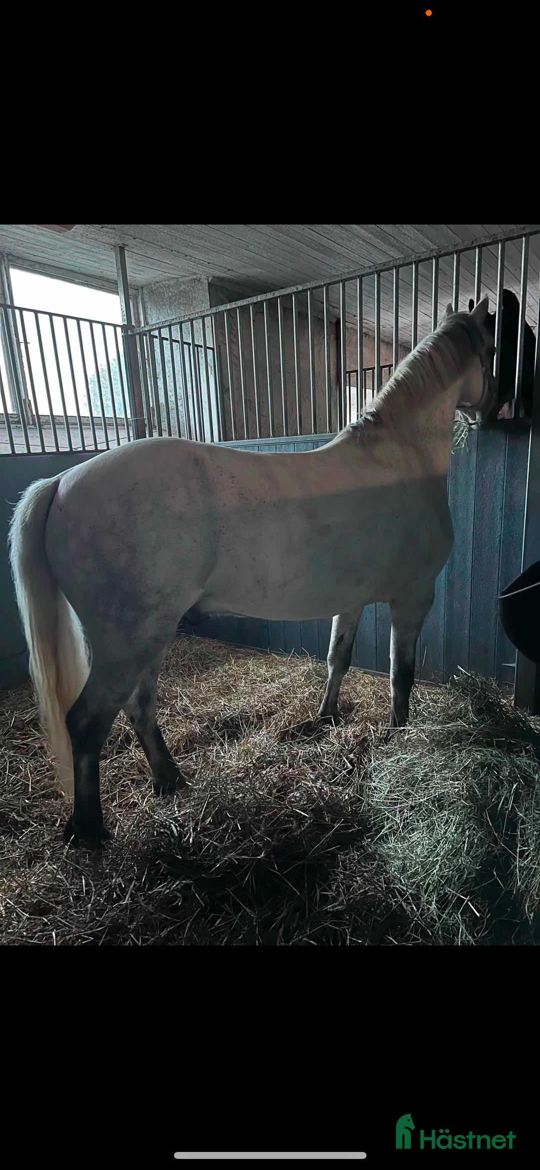 Allround hästar till salu: Charmig valack - en framtida 🌟 i Brunflo - Annons 2