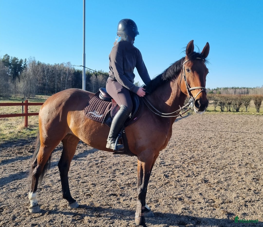 Hoppning hästar till salu: Fantastisk hobby/tävlingskompis efter Kannan  i Linköping - Bild 1