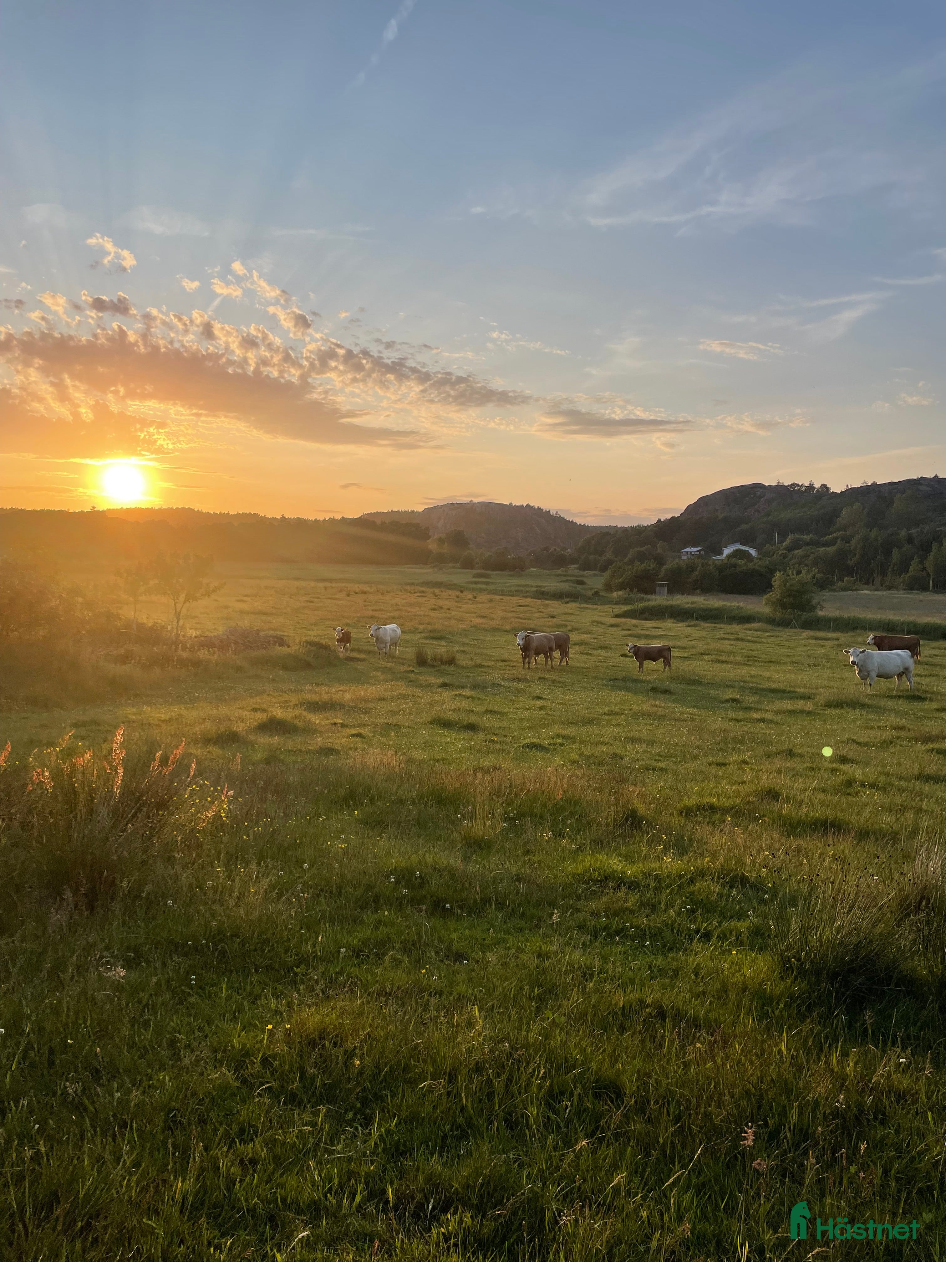  medryttarhäst sökes: Medryttarhäst/ponny sökes i Björketorp - Annons 13