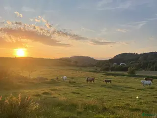 medryttarhäst sökes: Medryttarhäst/ponny sökes i Björketorp - Annons 8