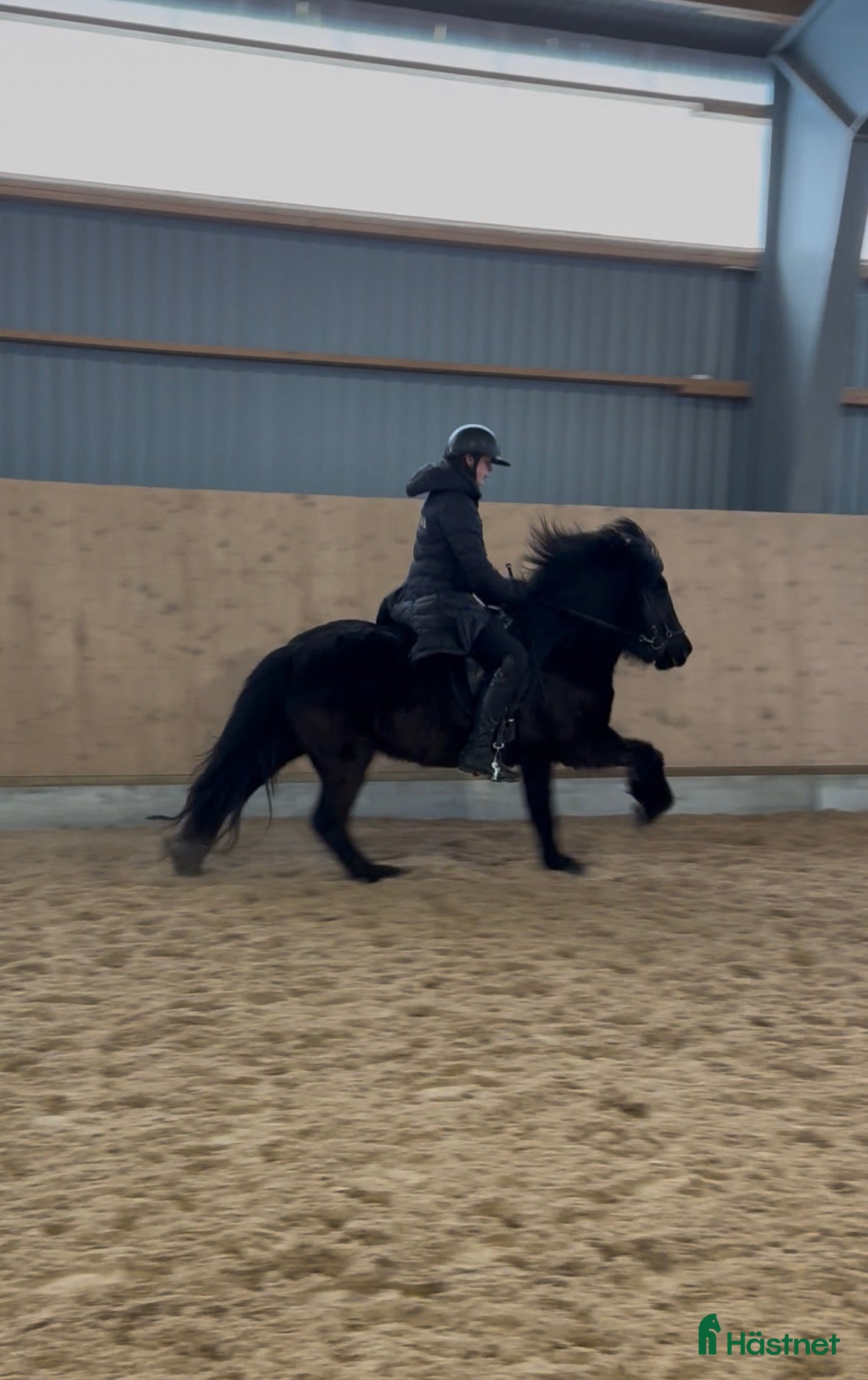  hästar Toppsto med trevligt temperament  - Annons 9