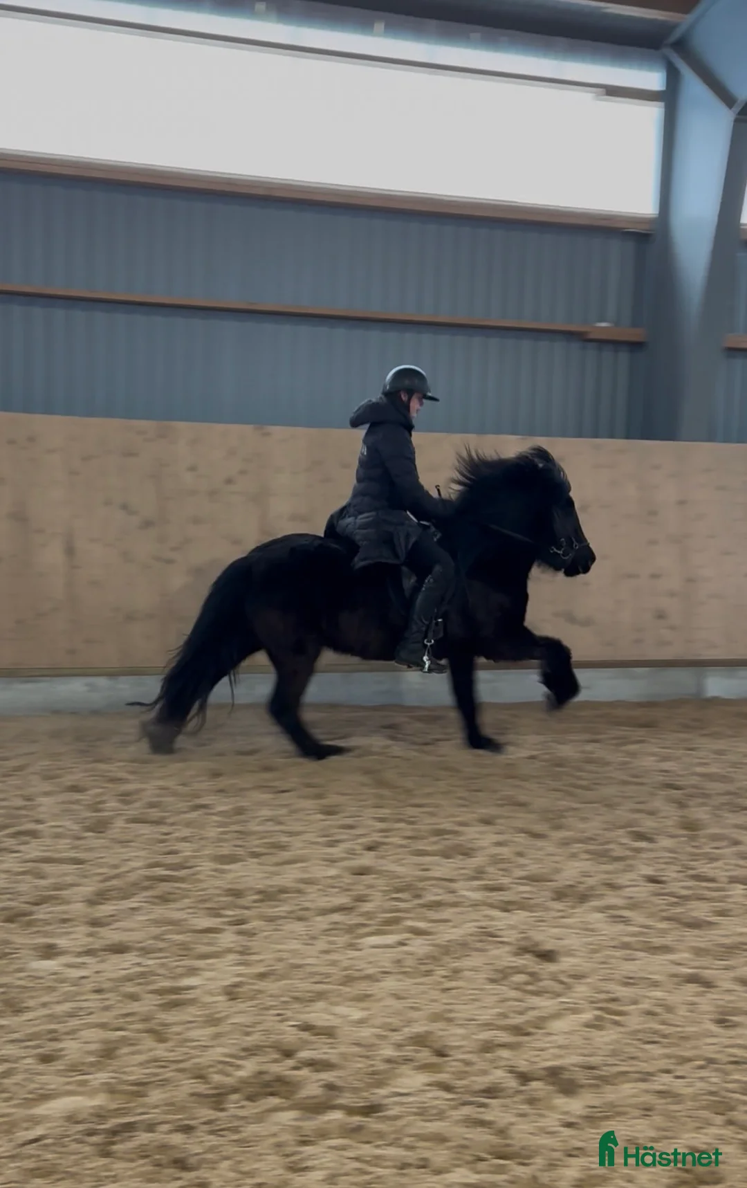 Övrigt hästar till salu: Toppsto med trevligt temperament  - Annons 1