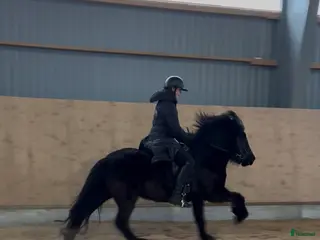 hästar Toppsto med trevligt temperament - Annons 9