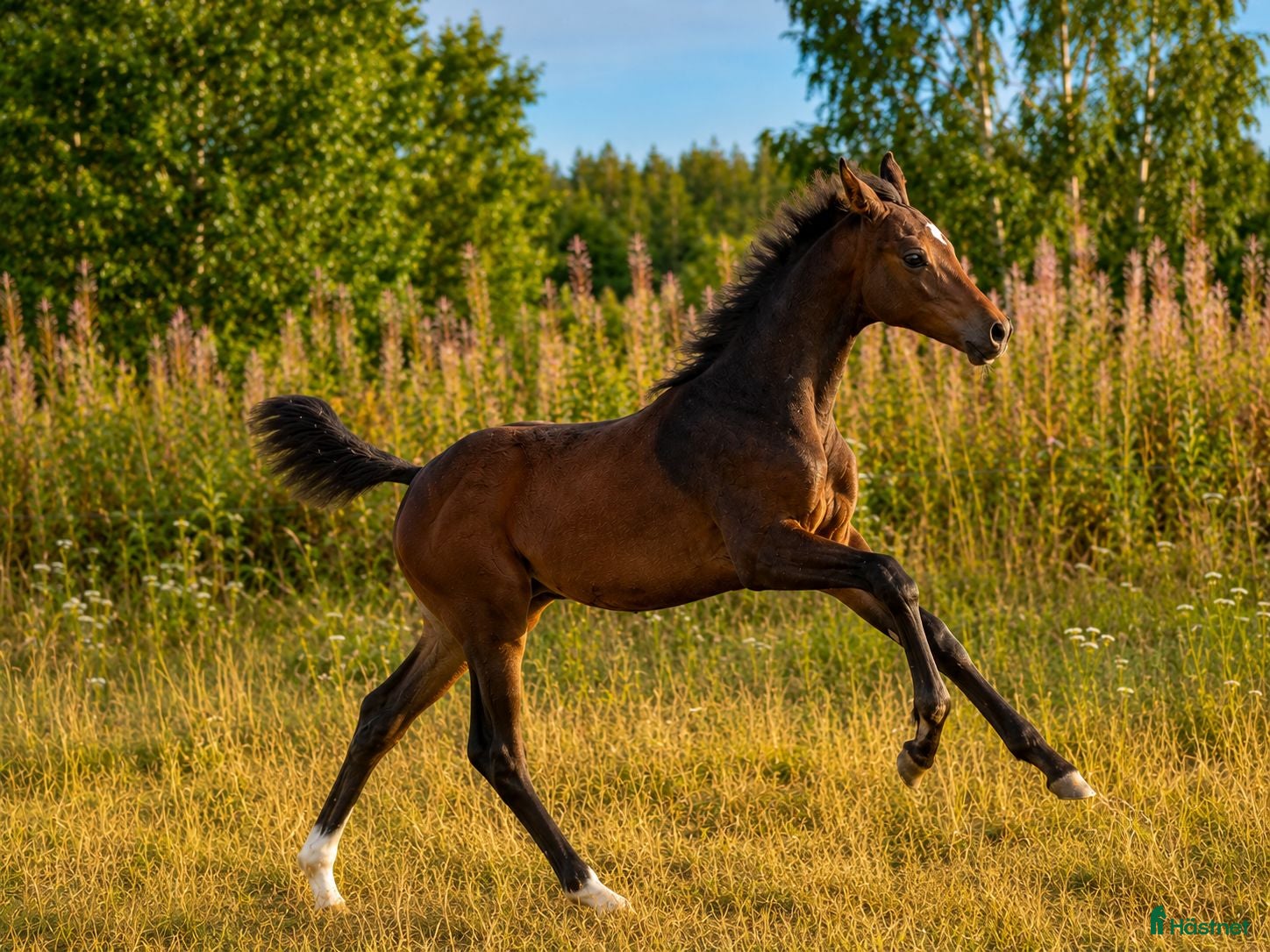  hästar ✨ Lovande hingstföl med stark dressyrstam ✨ - Annons 2