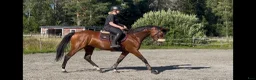 Allround hästar till salu: Dressyr/Avel WE  - Annons 1