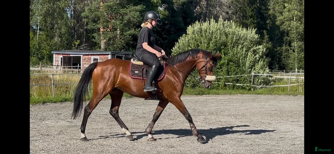 Allround hästar till salu: Dressyr/Avel WE  - Annons 1