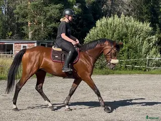 hästar Dressyr/Avel WE - Annons 3