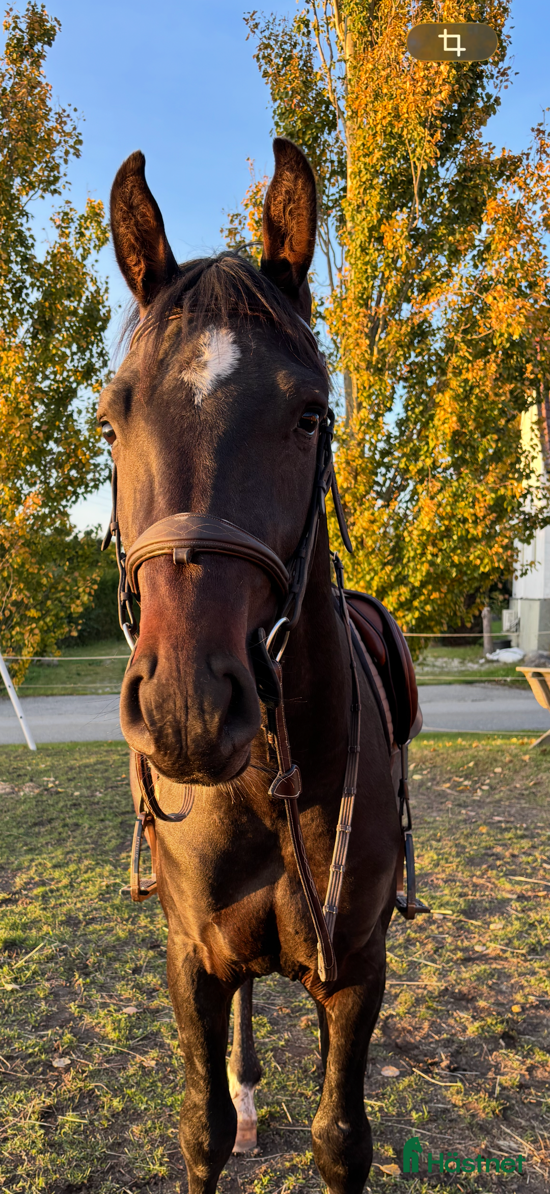 Hoppning hästar till salu: Unghäst med stor potential  i Tomelilla - Annons 3