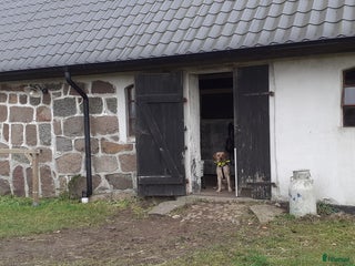 stallplats Boxplats för ponny finns i Knickarp i Ystad - Annons 9