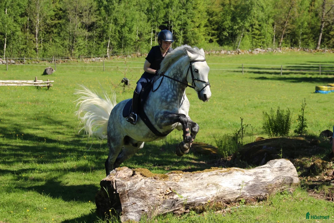  hästjobb finnes: Stalljobb sökes fr.o.m september! i Göteborg - Annons 2