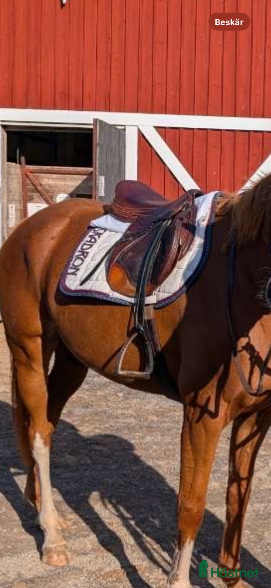 Sadlar hästutrustning Prestige Paris  - Annons 13